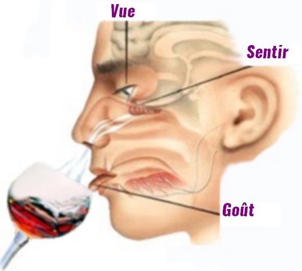 the senses Odeur et goût